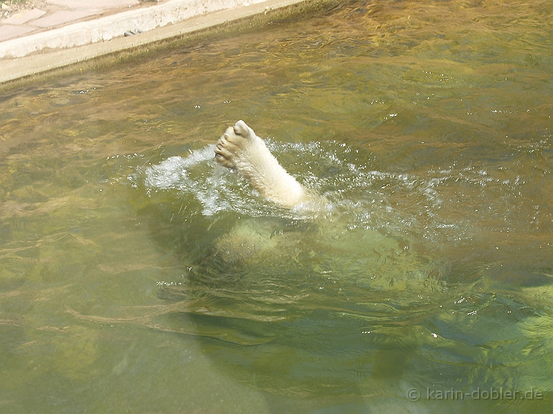 karin-135219-220.jpg - Eisbären beim Tauchen