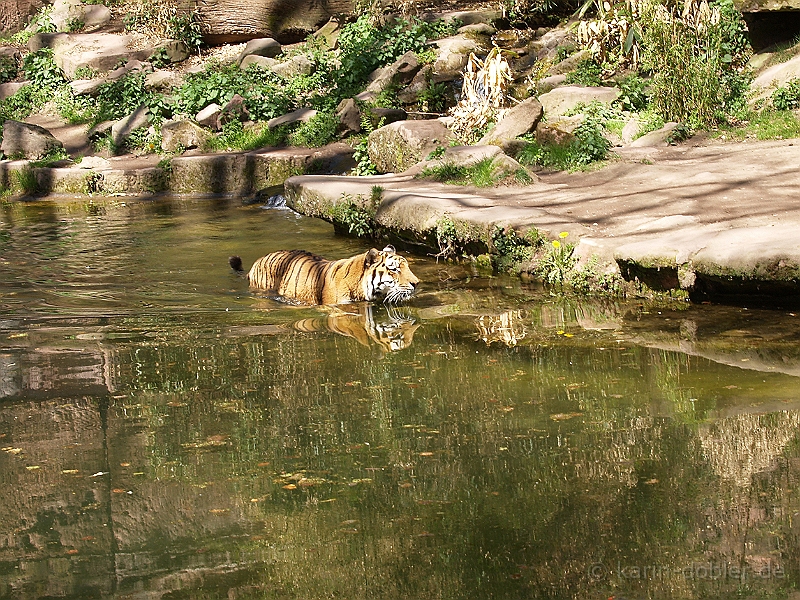 karin-141332-237.jpg - Da sag noch einer Katzen wären Wasser scheu