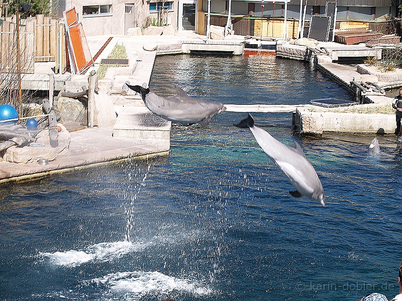 karin-152344-385.jpg - Zwei Delphine beim springen