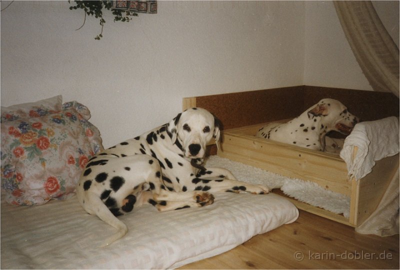 mamaundonkel.jpg - In der Box das ist meine Mama und davor mein Onkel Larak